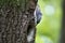 Nuthatch looks on his nest in hollow of the oak. Bird family at European spring forest