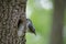 Nuthatch near the nest in hollow of the oak. Forest passerine bird Sitta europaea at spring