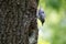 Nuthatch nestling ask for feeding. Adult birds guard their nest and feeds chicks