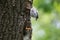 Nuthatch nestling ask for feeding. Adult birds guard their nest and feeds chicks