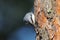 Nuthatch pecks pine-tree in spring