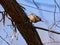 Nuthatch perched on a tree bark