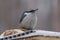 Nuthatch sits on a manger in a winter park