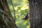 A nuthatch sits on a tree at spring in neunkirchen, copyspace