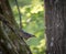 A nuthatch sits on a tree at spring in neunkirchen, copyspace