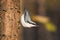 Nuthatch, Sitta europaea