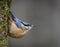 Nuthatch Sitta europaea