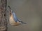 Nuthatch Sitta europaea