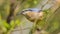 Nuthatch (Sitta europaea) bird