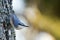 Nuthatch (Sitta europaea), in the classical position