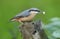 A Nuthatch Sitta europaea perched on an old tree stump.
