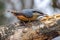 Nuthatch, Sitta europaea, wild bird in natural habitat