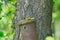 A nuthatch, sitta eurpaea, feeds its young in the bird house