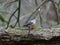 Nuthatch Sitta on a log