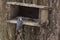 Nuthatch sitting on the feeder.