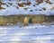 Nuthatch sitting on the ground in the snow