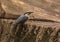 Nuthatch sitting on stump of tree