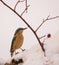 Nuthatch in the snow