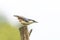 nuthatch stands on an old wooden post