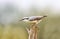 Nuthatch stands on an old wooden post