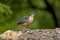 Nuthatch stands on a tree with moss.