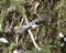 Nuthatch Stock Photos. Close-up profile view flying over fir tree in its environment and habitat with a blur fir needles