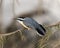 Nuthatch Stock Photos. Close-up profile view perched on a tree branch displaying feather plumage and spread tail in its