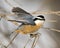 Nuthatch stock photos. Close-up profile view perched on a tree branch with spread wings in its environment and habitat with a blur