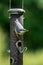 A Nuthatch in a Sussex garden in springtime