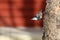 Nuthatch walking facing down on a tree trunk