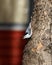 Nuthatch walking facing down on a tree trunk