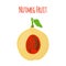 Nutmeg fruit. Healthy vegetarian food. Cartoon flat style. Vector illustration