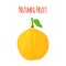 Nutmeg fruit. Healthy vegetarian food. Cartoon flat style. Vector illustration