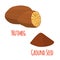 Nutmeg fruit, organic nut, ground seed, powder. Vector illustration