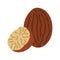 Nutmeg icon. Whole and half nutmeg. Vector illustration