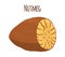 Nutmeg, organic nut, healthy vegetarian food. Cartoon style. Vector illustration