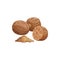 Nutmeg seed and powdered spices isolate food snack