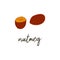 Nutmeg spice. Muscat condiment. Isolated vector hand drawn