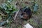 An Nutria on the bank of a canal