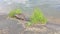 Nutria on the bank of lake eating grass and flowers