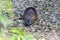 Nutria on banks of the canal. Wild nutria in Germany