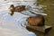 Nutria on the banks of the Vltava river in Prague the capital of the Czech Republic. Urban animals.Background