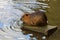 Nutria on the banks of the Vltava river in Prague the capital of the Czech Republic. Urban animals.Background