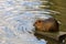 Nutria on the banks of the Vltava river in Prague the capital of the Czech Republic. Urban animals.Background