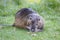 Nutria, beaver rat