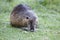 Nutria, beaver rat