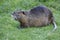 Nutria, beaver rat