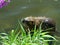 Nutria begging at the shore for a treat