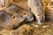 Nutria brood close-up on the farm. Three friends of the concept