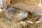 Nutria brood close-up on the farm. Three friends of the concept